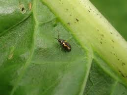 Attēlu rezultāti vaicājumam “Phyllotreta sp.”