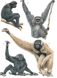 Attēlu rezultāti vaicājumam “Primates”