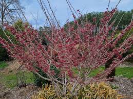 Attēlu rezultāti vaicājumam “Hamamelis japonica”