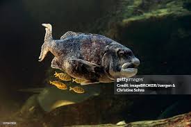 Image result for Cymatoceps nasutus