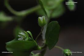 Attēlu rezultāti vaicājumam “Stellaria media bud”