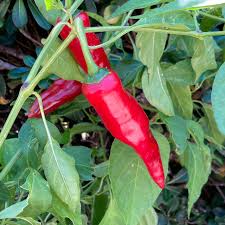 Afbeeldingsresultaat voor hungarian sweet apple sweet pepper