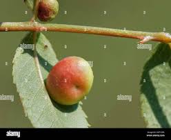 Attēlu rezultāti vaicājumam “Diplolepis eglanteriae”