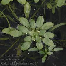 Attēlu rezultāti vaicājumam “Callitriche verna”