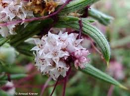 Attēlu rezultāti vaicājumam “Cuscuta epithymum subsp. trifolii”