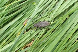 Attēlu rezultāti vaicājumam “Lamia textor”