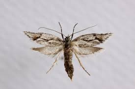 Attēlu rezultāti vaicājumam “Diurnea lipsiella”