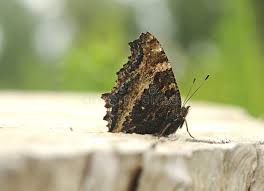 Attēlu rezultāti vaicājumam “Nymphalis xanthomelas pupa”