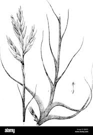 Image result for Thaddus Haenke