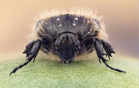 Attēlu rezultāti vaicājumam “Oxythyrea funesta imago”