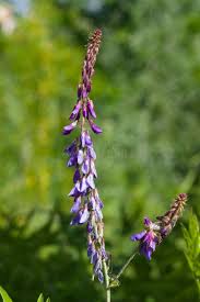 Attēlu rezultāti vaicājumam “Galega orientalis leaf”