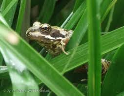 Attēlu rezultāti vaicājumam “Rana temporaria”
