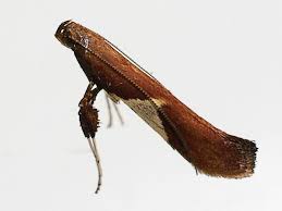 Attēlu rezultāti vaicājumam “Caloptilia stigmatella”