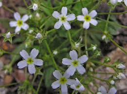 Attēlu rezultāti vaicājumam “Androsace septentrionalis”