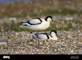 Attēlu rezultāti vaicājumam “Recurvirostra avosetta”