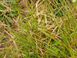 Attēlu rezultāti vaicājumam “Carex montana”