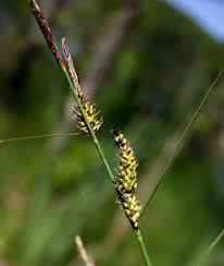 Attēlu rezultāti vaicājumam “Carex lasiocarpa fruit”