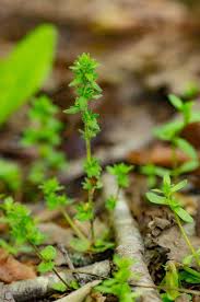 Attēlu rezultāti vaicājumam “Veronica arvensis leaf”
