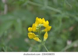 Attēlu rezultāti vaicājumam “Lathyrus pratensis”