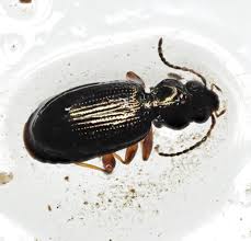 Attēlu rezultāti vaicājumam “Bembidion sp.”