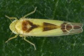 Attēlu rezultāti vaicājumam “Edwardsiana geometrica”