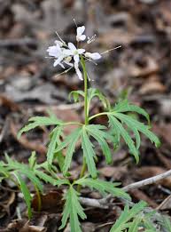Attēlu rezultāti vaicājumam “Cnidium dubium leaf”