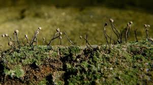 Attēlu rezultāti vaicājumam “Chaenotheca gracilenta”