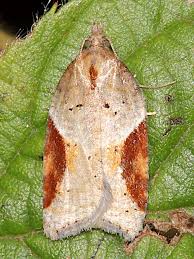 Attēlu rezultāti vaicājumam “Acleris laterana”