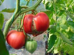 Afbeeldingsresultaat voor erdie family oxheart tomato