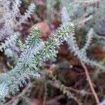 Attēlu rezultāti vaicājumam “Erica tetralix leaf”