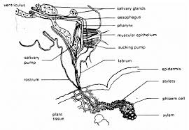 Attēlu rezultāti vaicājumam “Thecabius affinis”