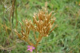 Image result for Centaurium erythraea