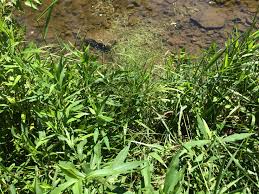 Attēlu rezultāti vaicājumam “Poa palustris”