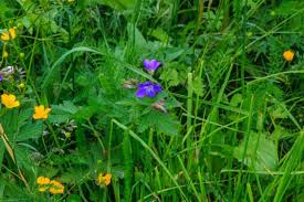 Attēlu rezultāti vaicājumam “Geranium sylvaticum”