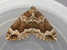 Attēlu rezultāti vaicājumam “Lampropteryx suffumata”