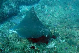 Image result for Aetobatus ocellatus