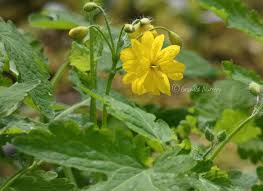 Attēlu rezultāti vaicājumam “Chelidonium majus bud”