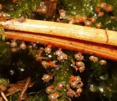 Attēlu rezultāti vaicājumam “Lycogala fuscoolearium macro”