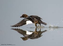 Attēlu rezultāti vaicājumam “Bucephala clangula female”