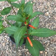 Image result for Cuphea ignea