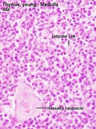 Image result for Thymus