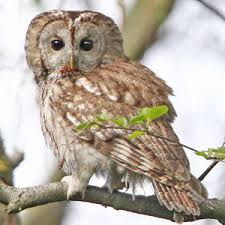 Attēlu rezultāti vaicājumam “Strix aluco female”