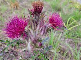 Attēlu rezultāti vaicājumam “Cirsium x rigens flower”