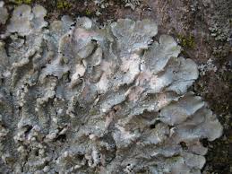 Attēlu rezultāti vaicājumam “Punctelia subrudecta”