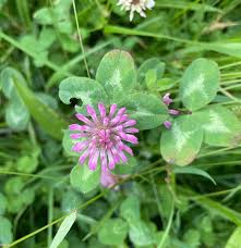 Attēlu rezultāti vaicājumam “Trifolium pratense flower”