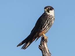 Attēlu rezultāti vaicājumam “Falco subbuteo adult”