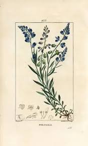 Attēlu rezultāti vaicājumam “Polygala vulgaris”