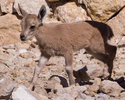 Attēlu rezultāti vaicājumam “Capra juvenile”