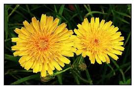Attēlu rezultāti vaicājumam “Sonchus arvensis subsp. uliginosus flower”