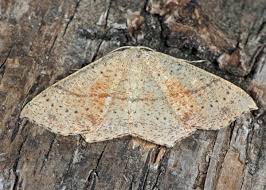 Attēlu rezultāti vaicājumam “Cyclophora punctaria”